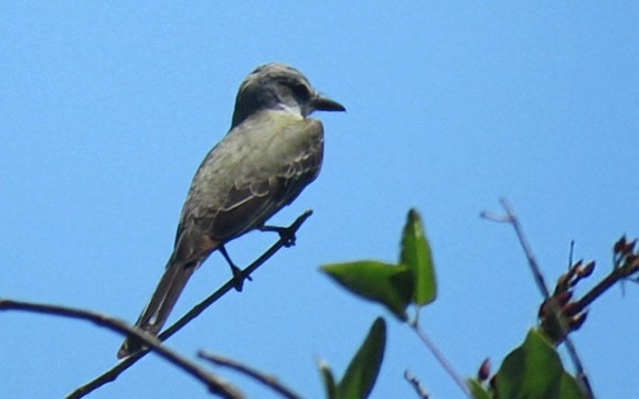 オリーブタイランチョウ - ML645516971