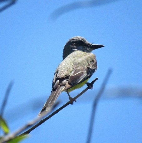 オリーブタイランチョウ - ML645516972