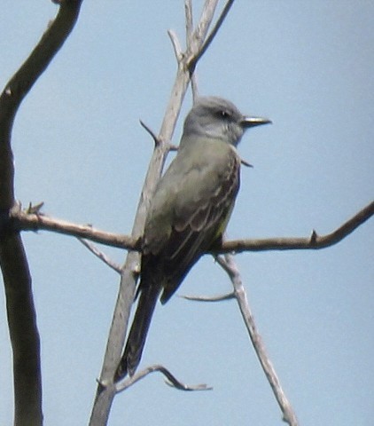 オリーブタイランチョウ - ML645516973