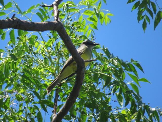 オリーブタイランチョウ - ML645516974