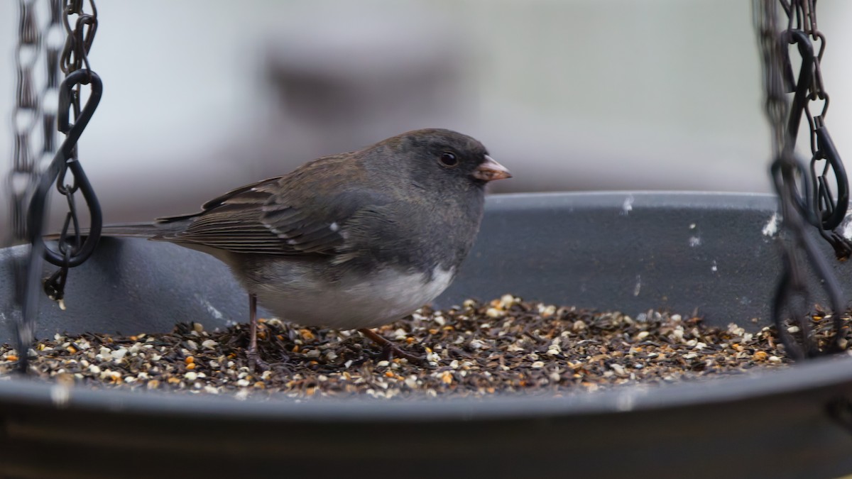 ユキヒメドリ - ML645516975