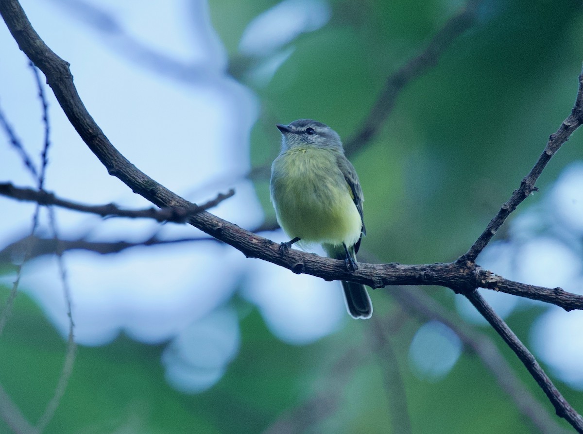 モリキクイタダキモドキ - ML645516976