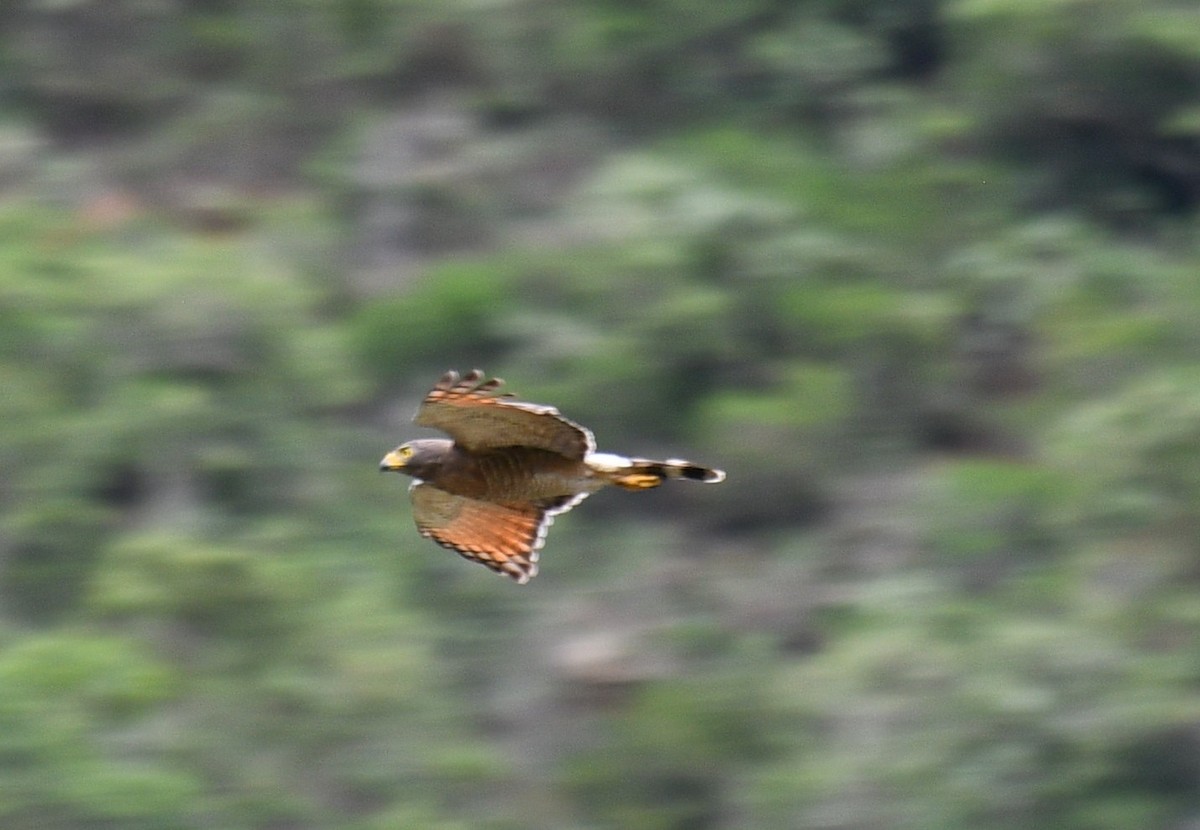 オオハシノスリ - ML645516977