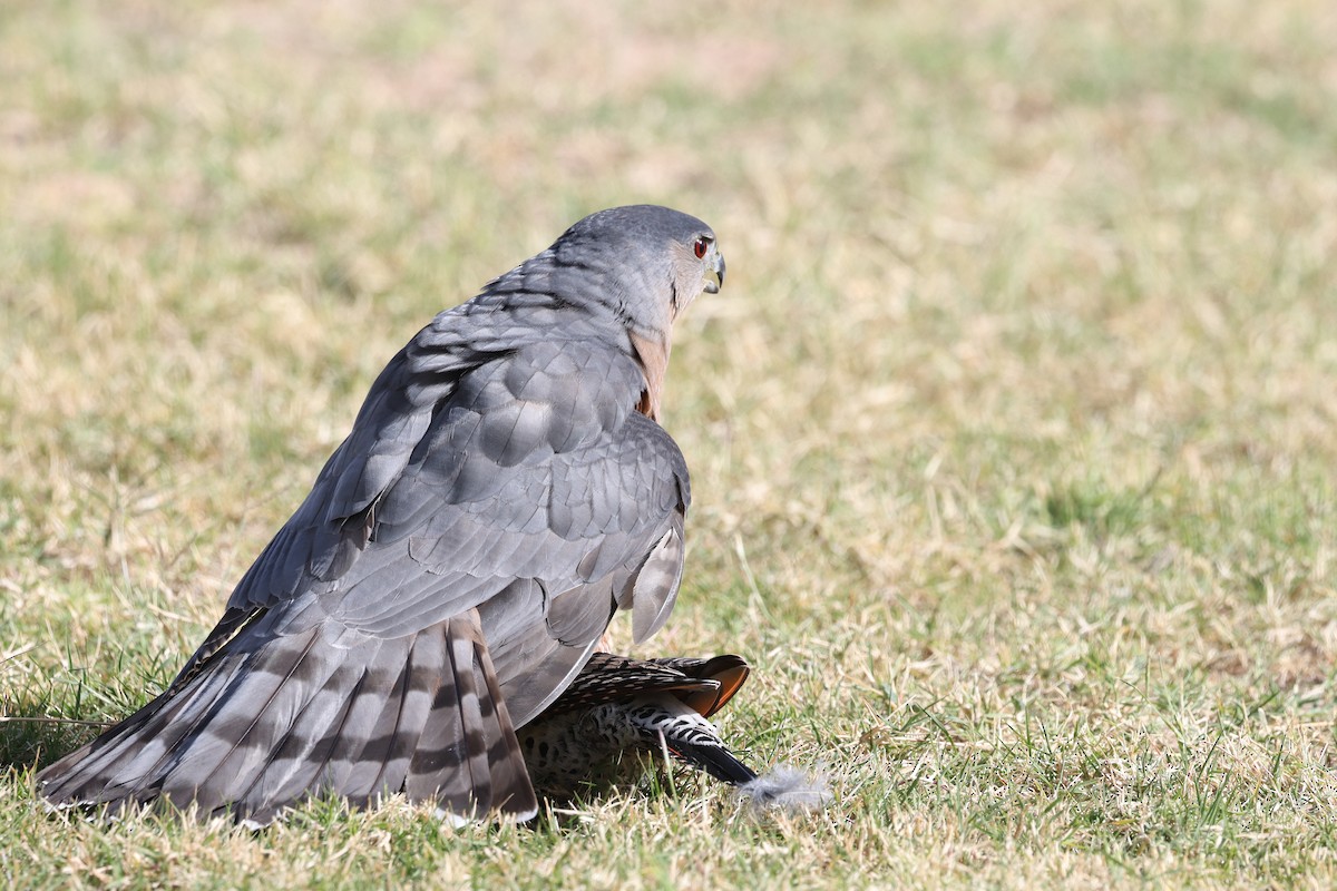 Cooper's Hawk - ML645516980