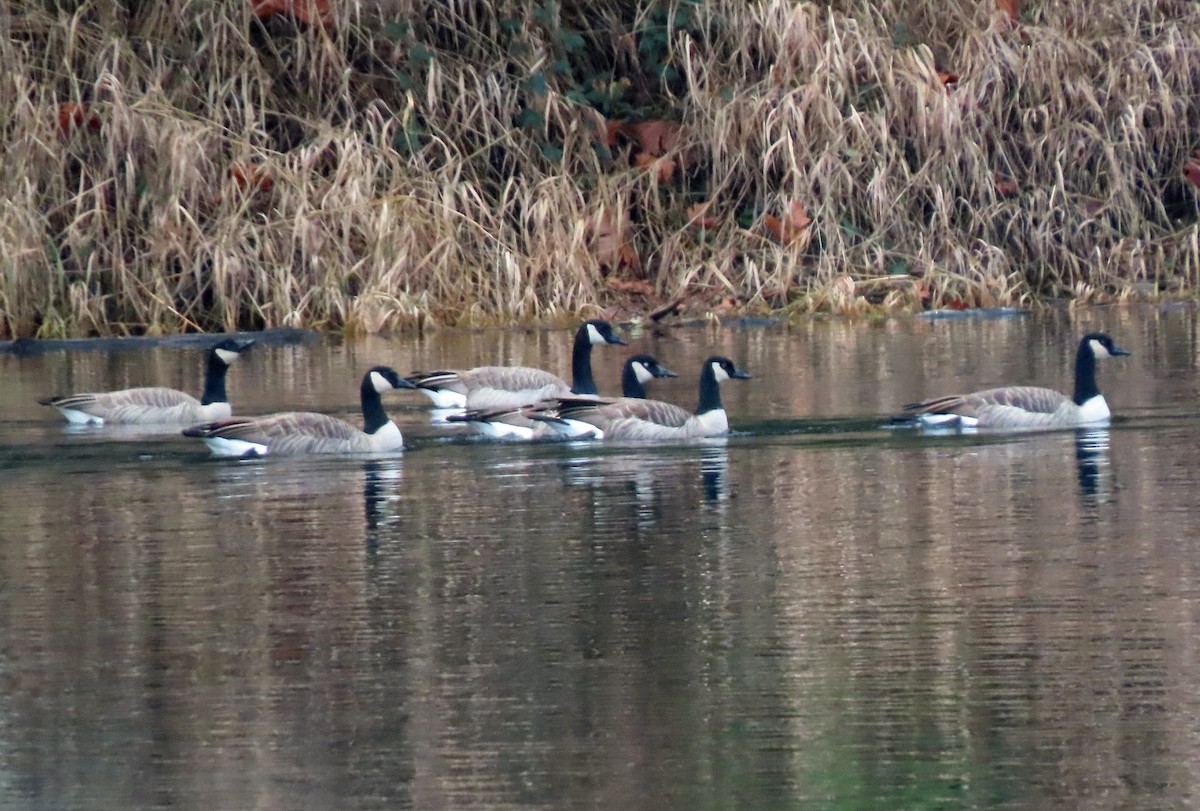 カナダガン - ML645516995