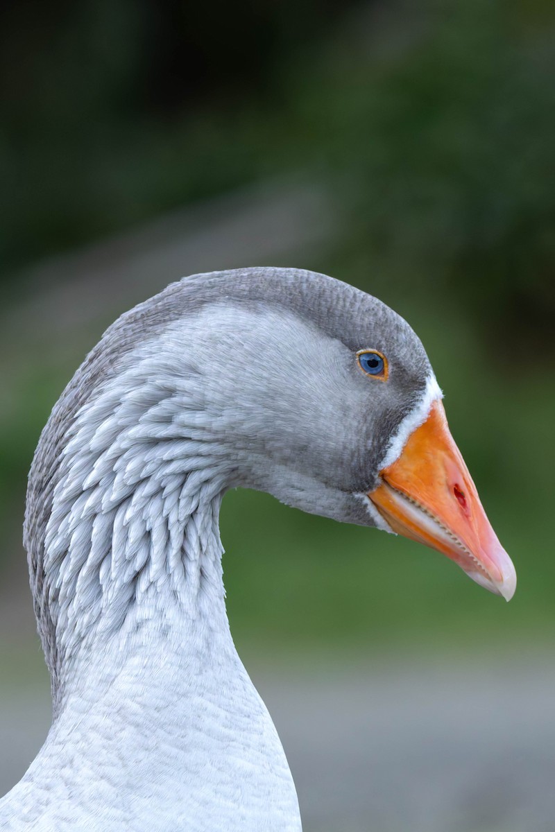 Гуска сіра (свійська) - ML645516998