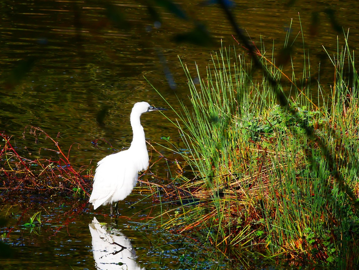 コサギ - ML645517015