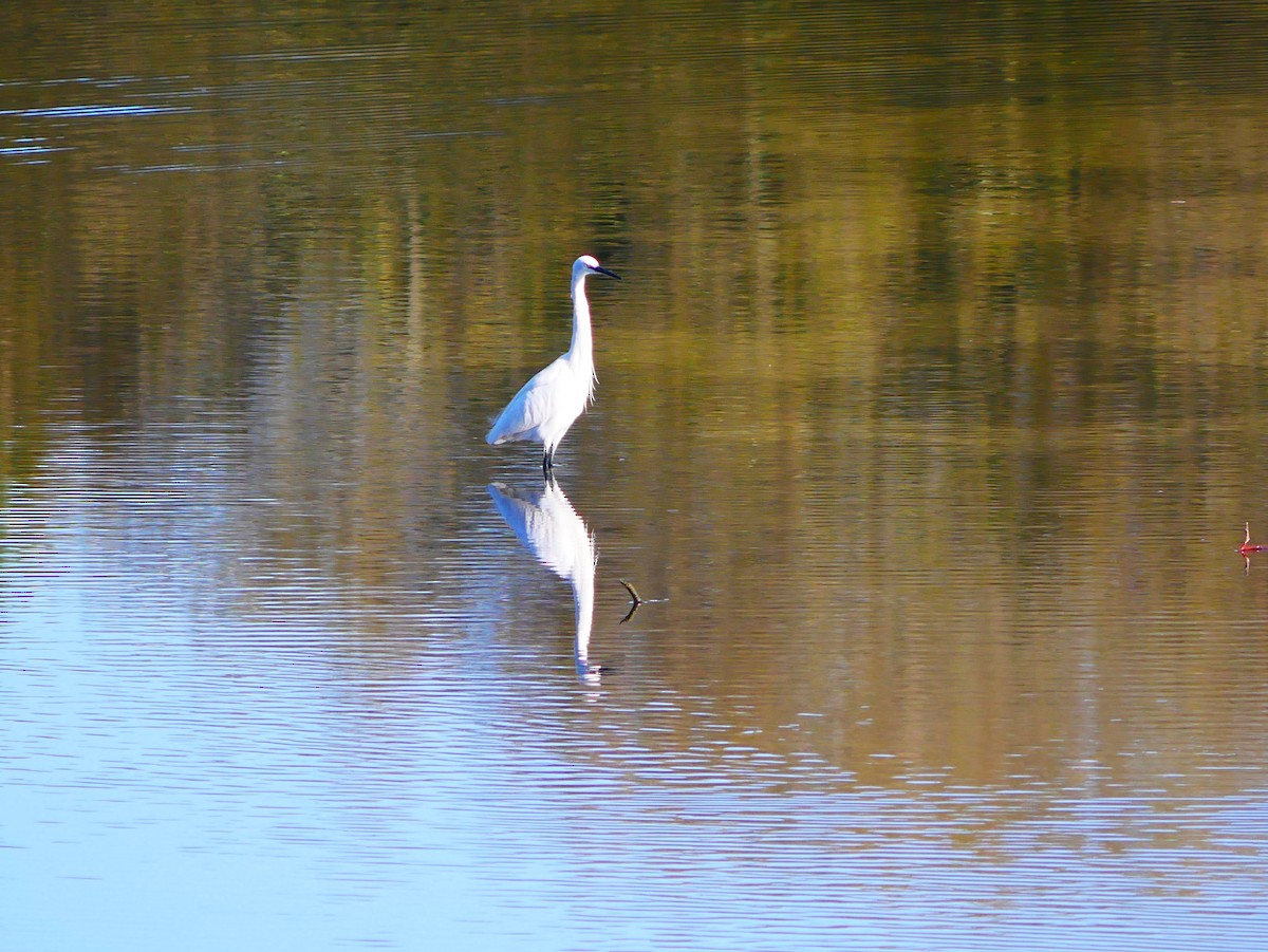 コサギ - ML645517016