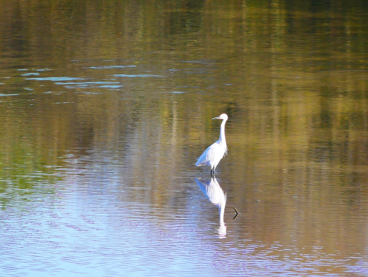 コサギ - ML645517017