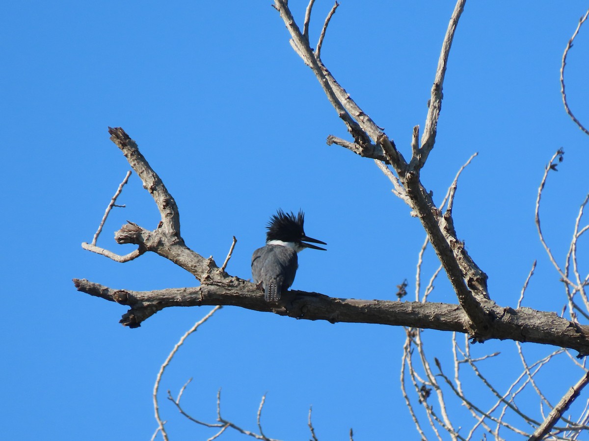 アメリカヤマセミ - ML645517021