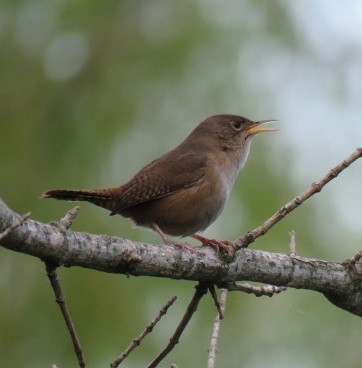Southern House Wren - ML645517022