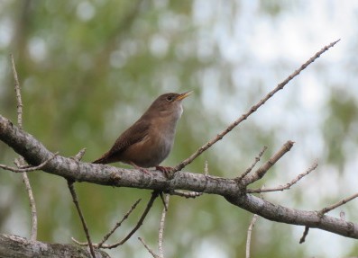 Southern House Wren - ML645517023