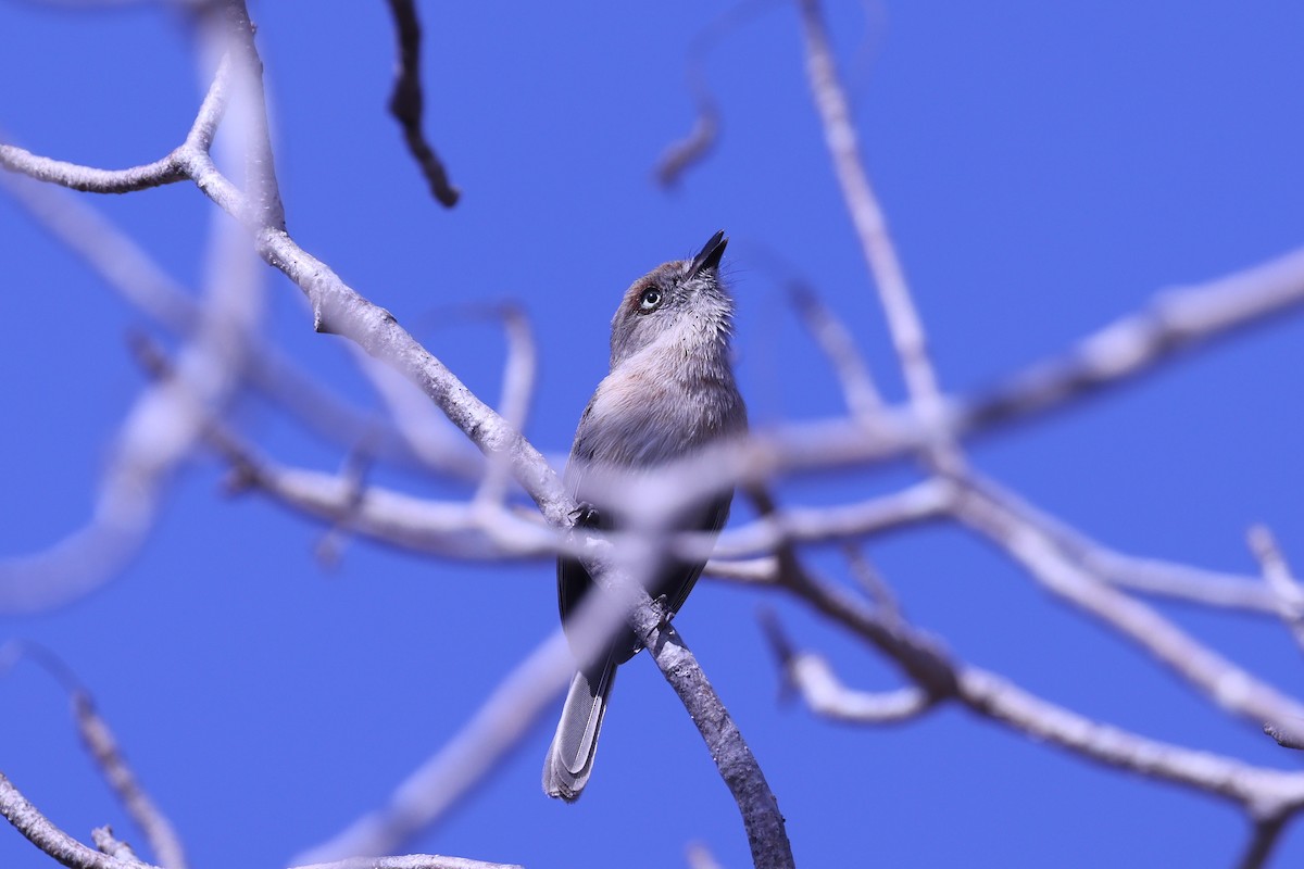 キバラニュートンヒタキ - ML645517024