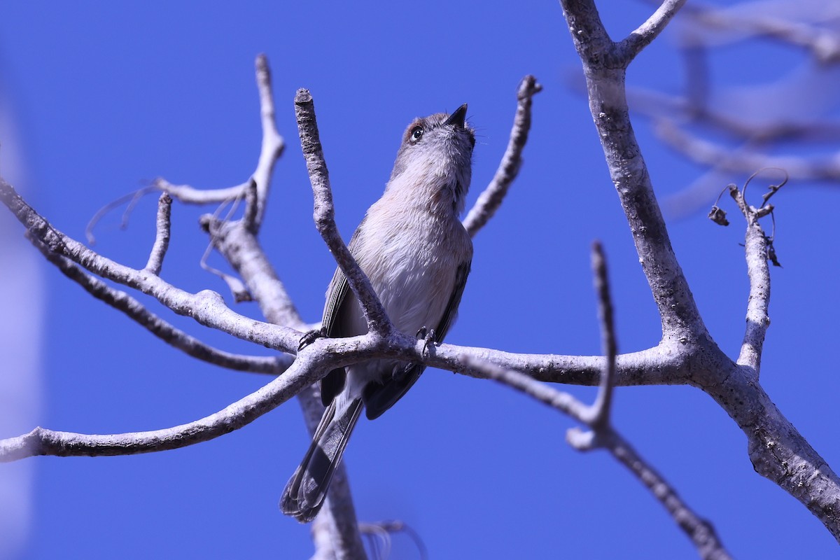 キバラニュートンヒタキ - ML645517025