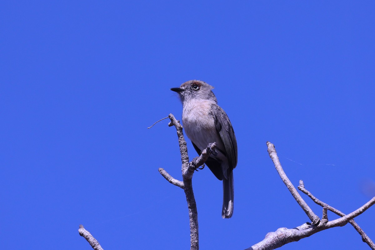 キバラニュートンヒタキ - ML645517026