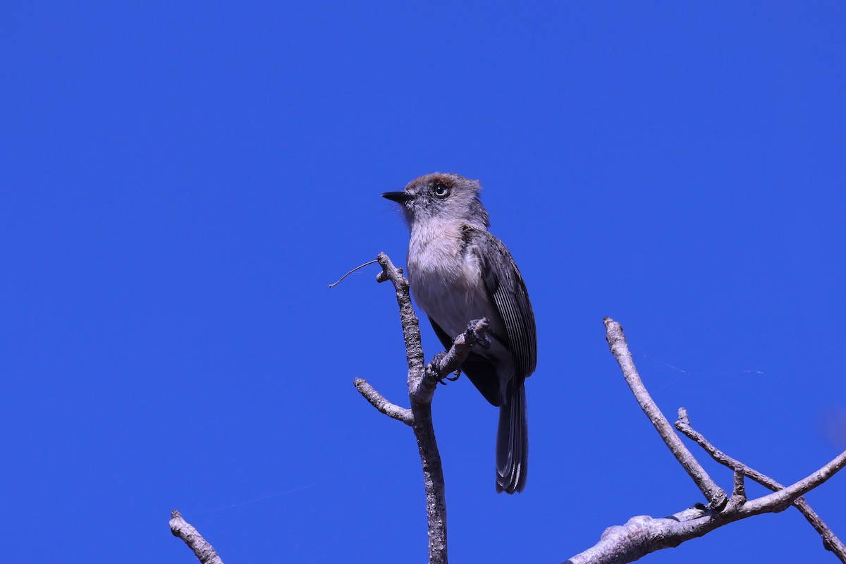 キバラニュートンヒタキ - ML645517027