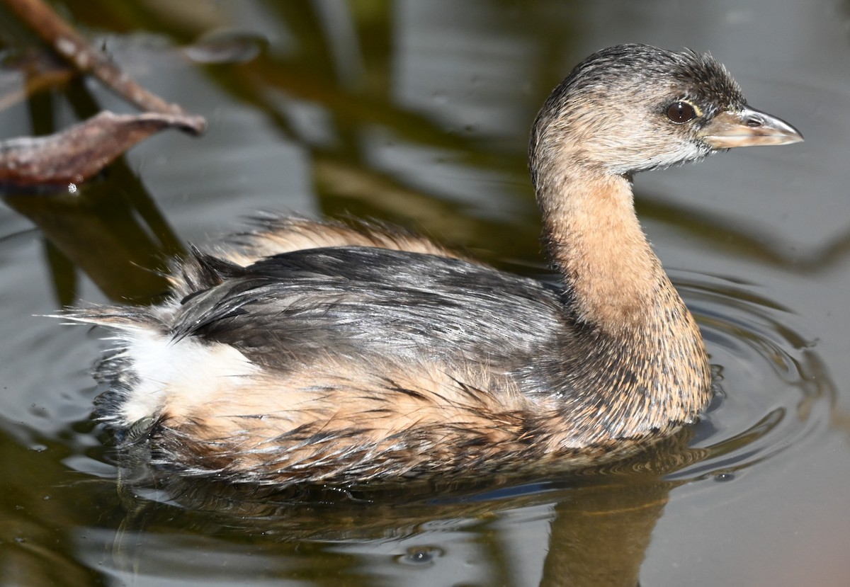 オビハシカイツブリ - ML645517028