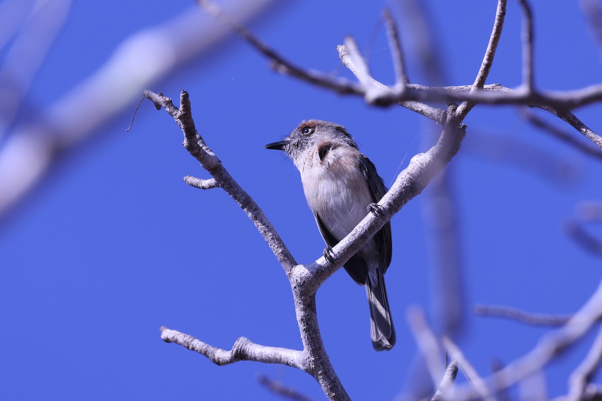 キバラニュートンヒタキ - ML645517029