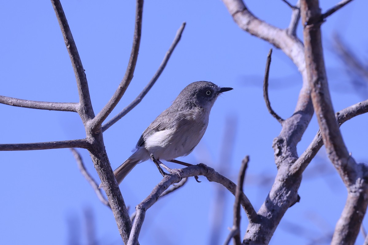 キバラニュートンヒタキ - ML645517030