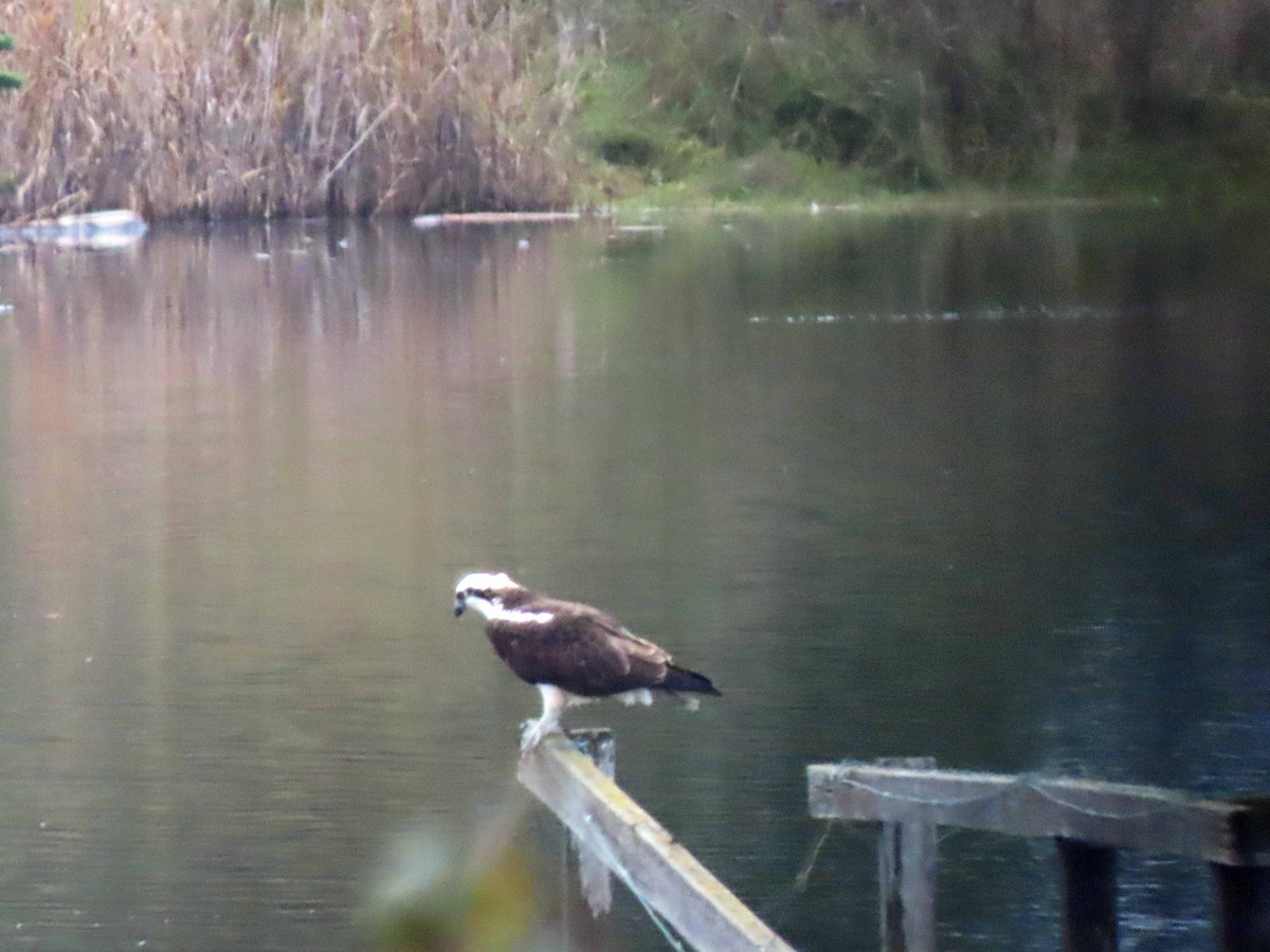 ミサゴ - ML645517031