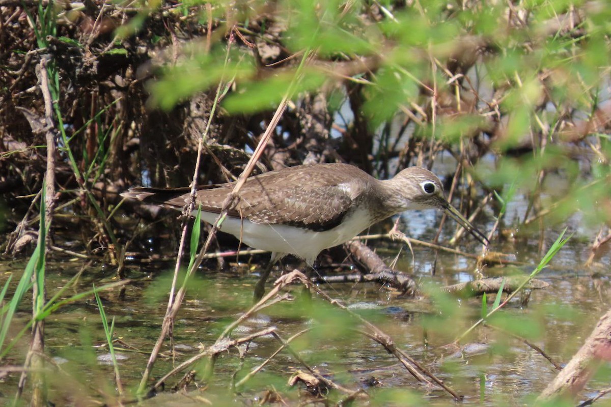 コシグロクサシギ - ML645517032