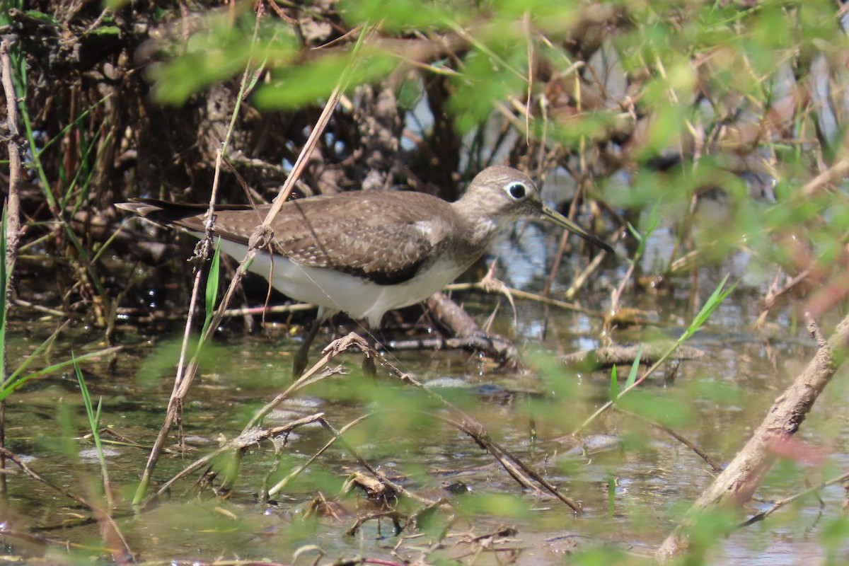 コシグロクサシギ - ML645517033