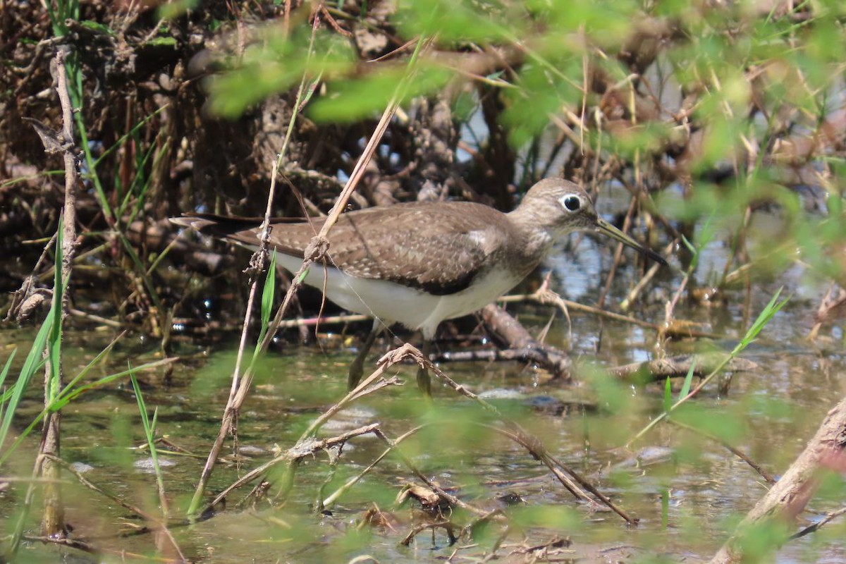 コシグロクサシギ - ML645517034