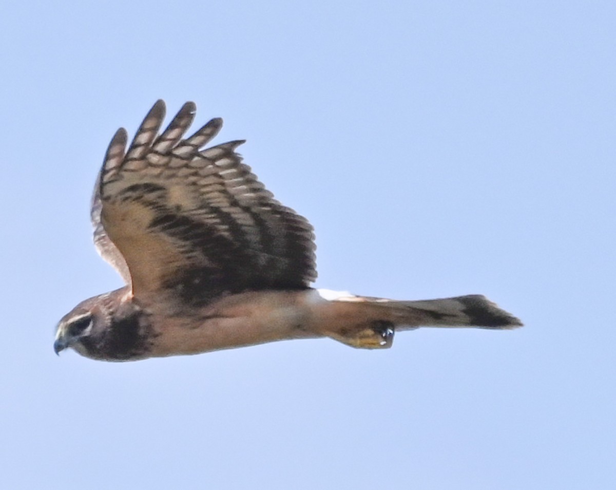 アメリカハイイロチュウヒ - ML645517035