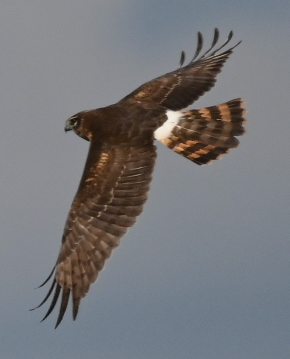 アメリカハイイロチュウヒ - ML645517036