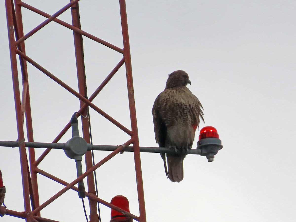 アカオノスリ - ML645517037