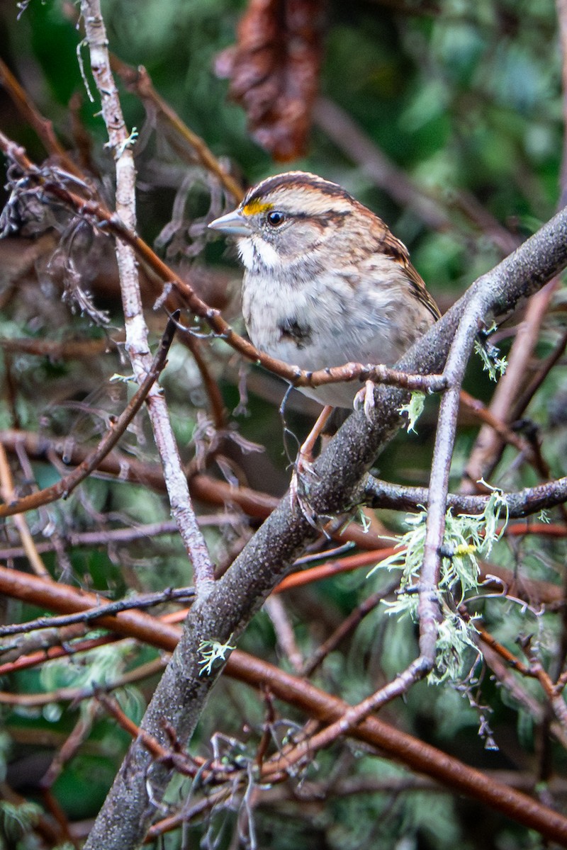 ノドジロシトド - ML645517038