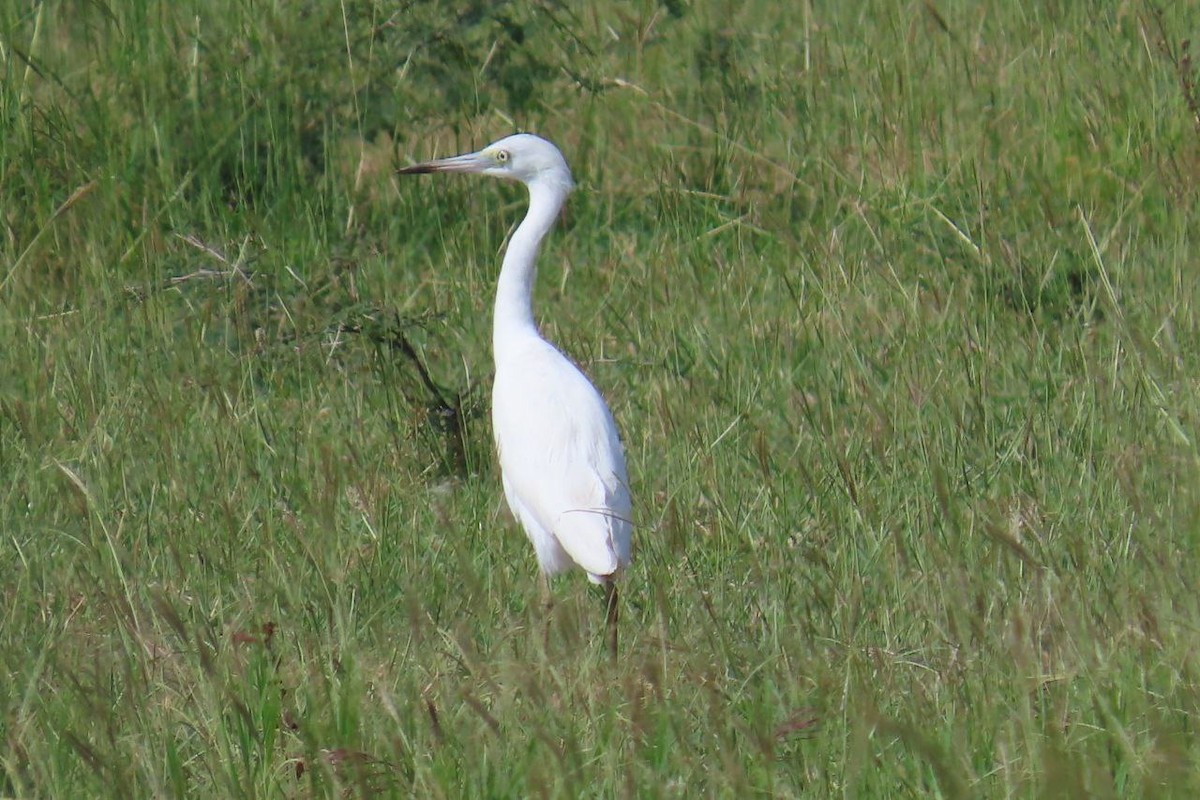 ヒメアカクロサギ - ML645517039