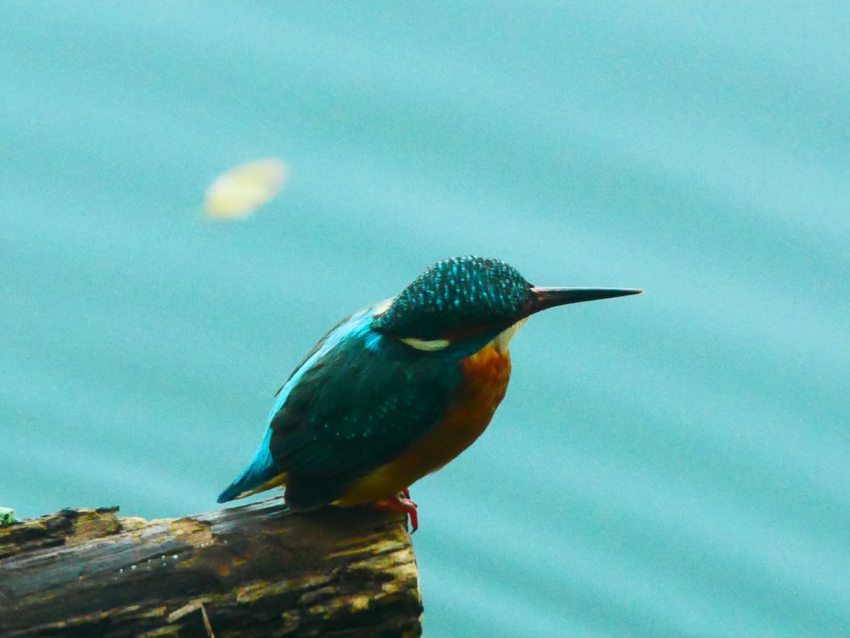 カワセミ - ML645517040