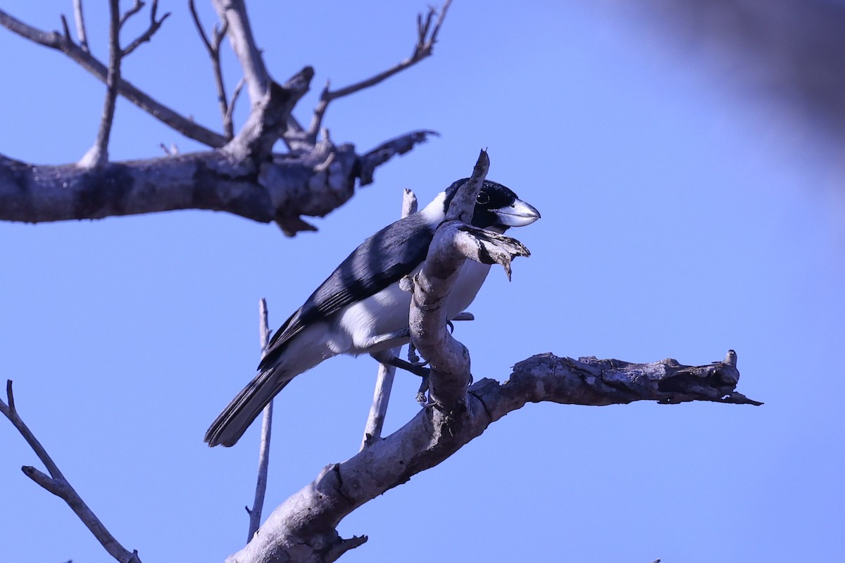 クロアゴハシボソオオハシモズ - ML645517041