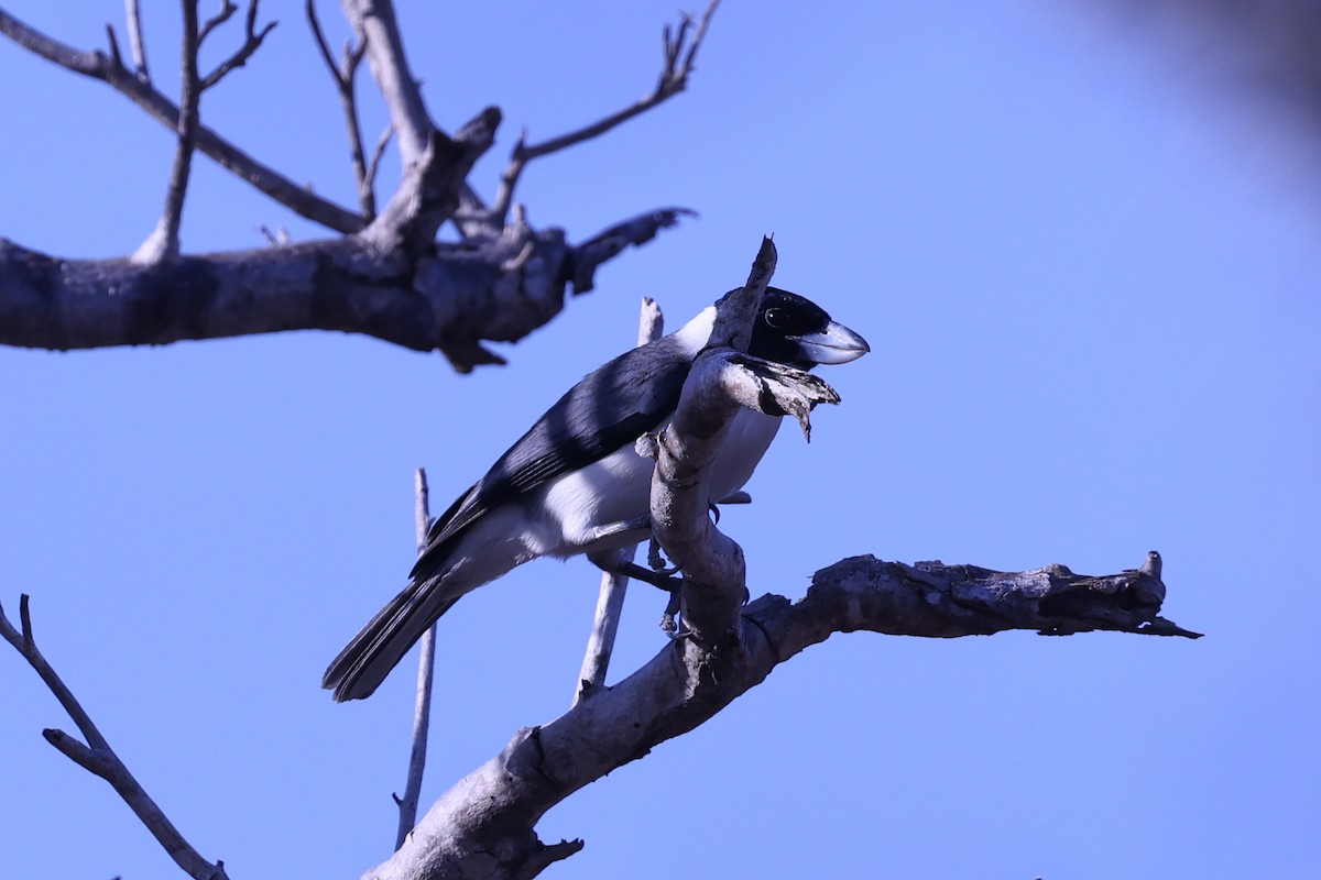 クロアゴハシボソオオハシモズ - ML645517042