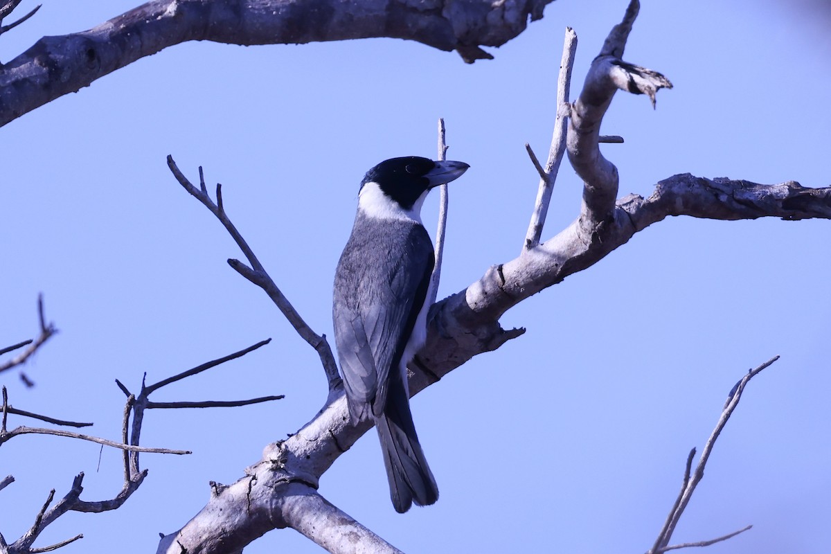 クロアゴハシボソオオハシモズ - ML645517043