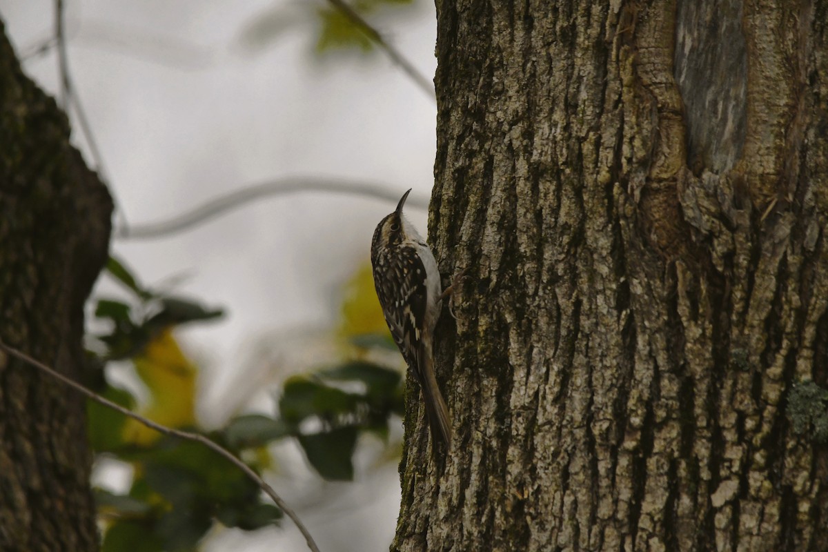 アメリカキバシリ - ML645517044