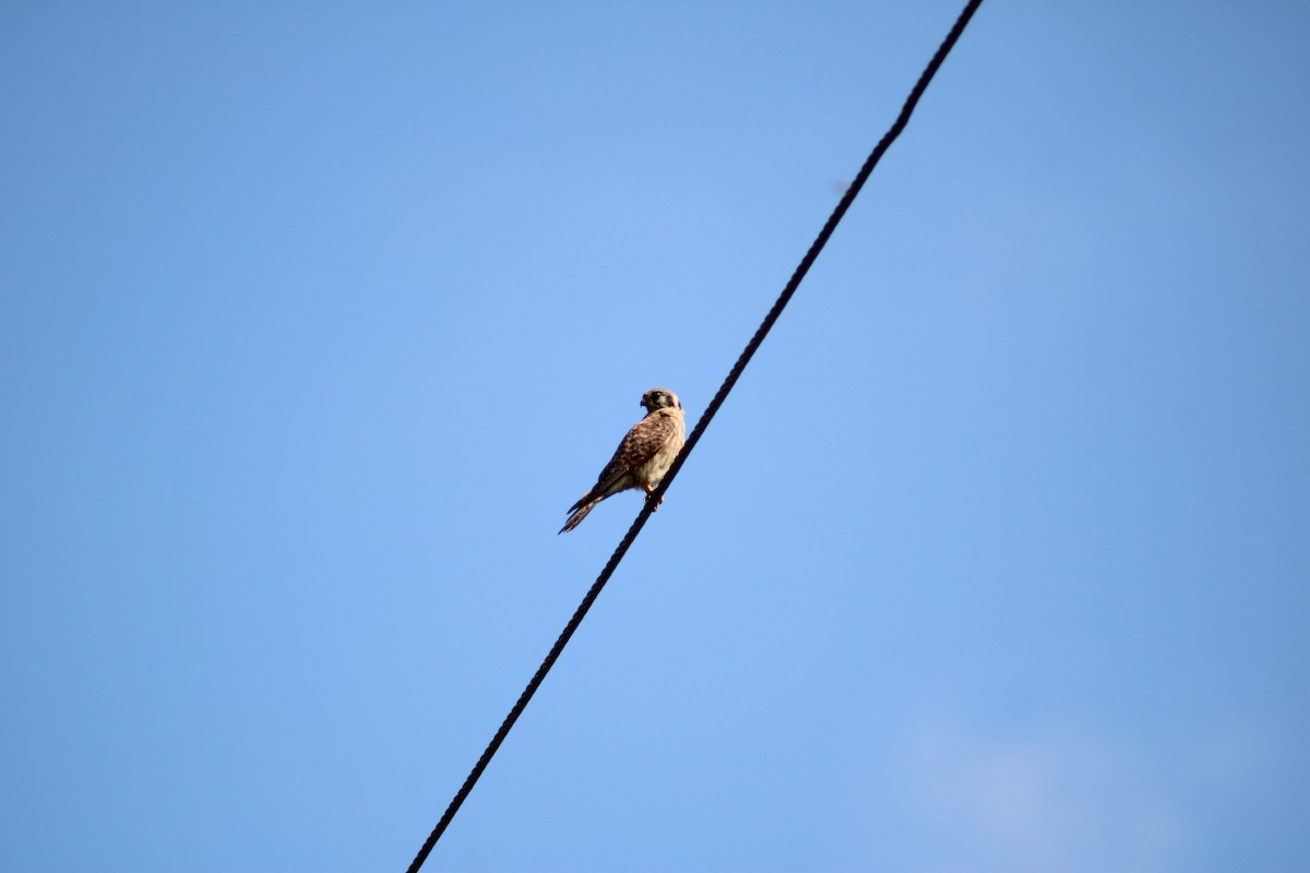 アメリカチョウゲンボウ - ML645517045