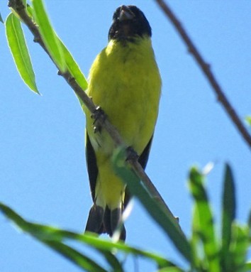 ズグロヒワ - ML645517047