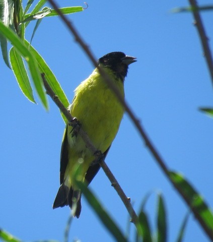 ズグロヒワ - ML645517048