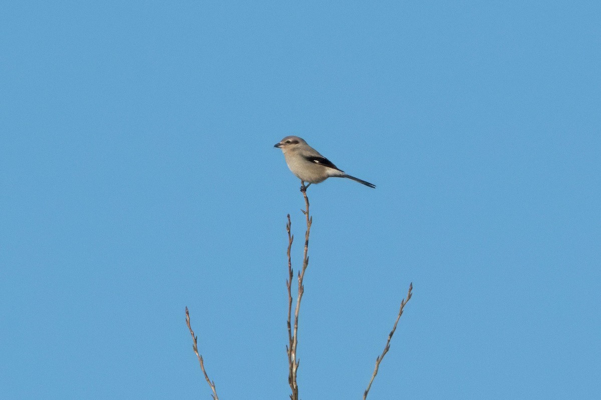 Northern Shrike - ML645517050