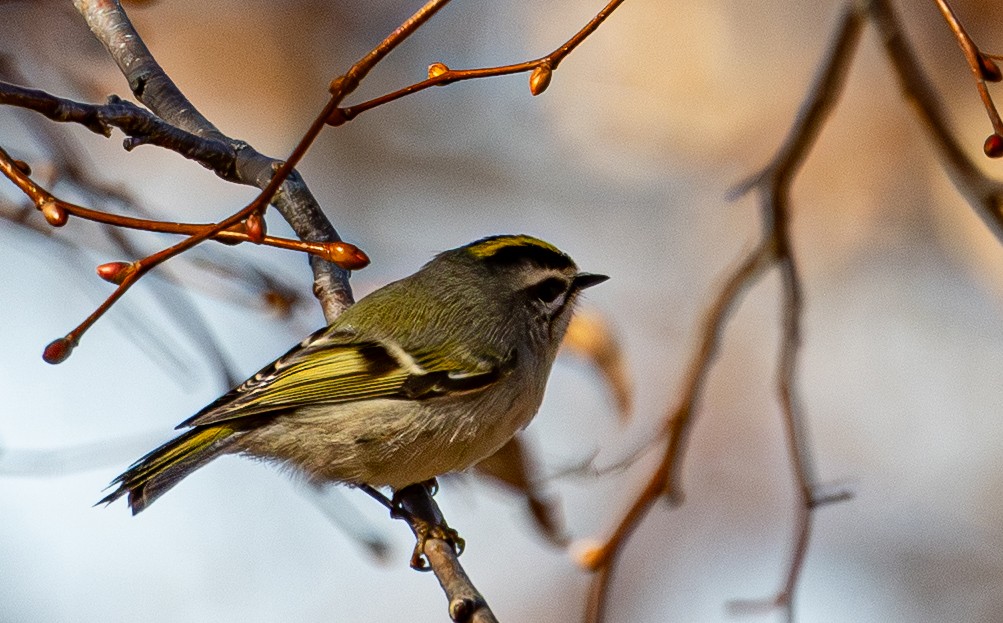 Golden-crowned Kinglet - ML645517069