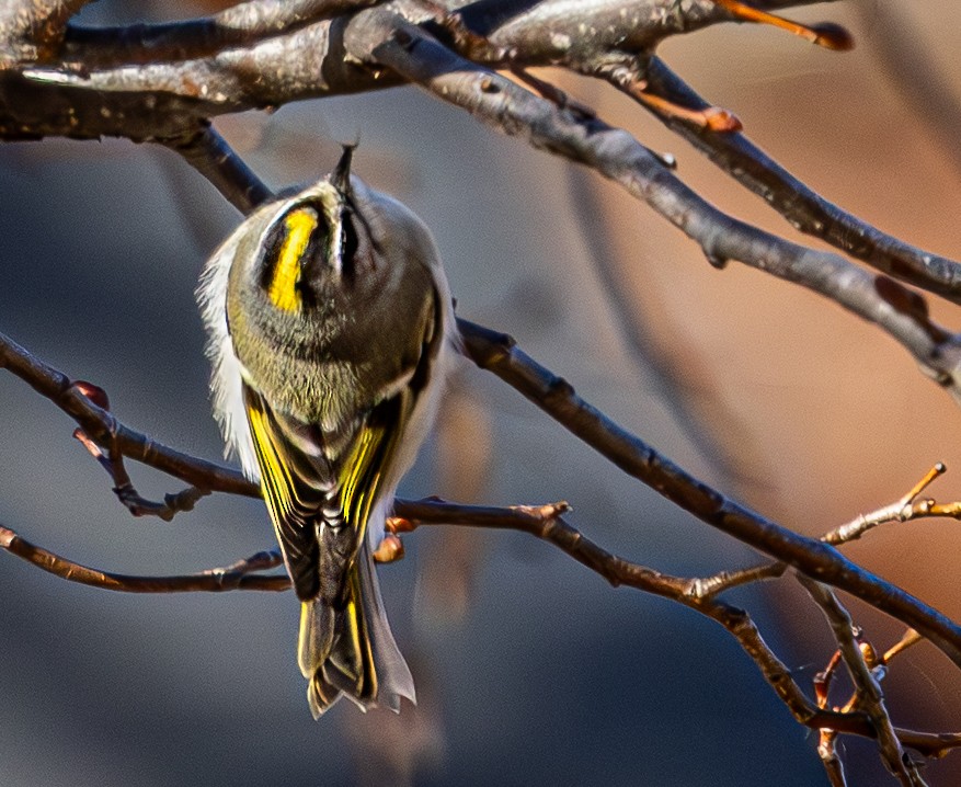Golden-crowned Kinglet - ML645517070