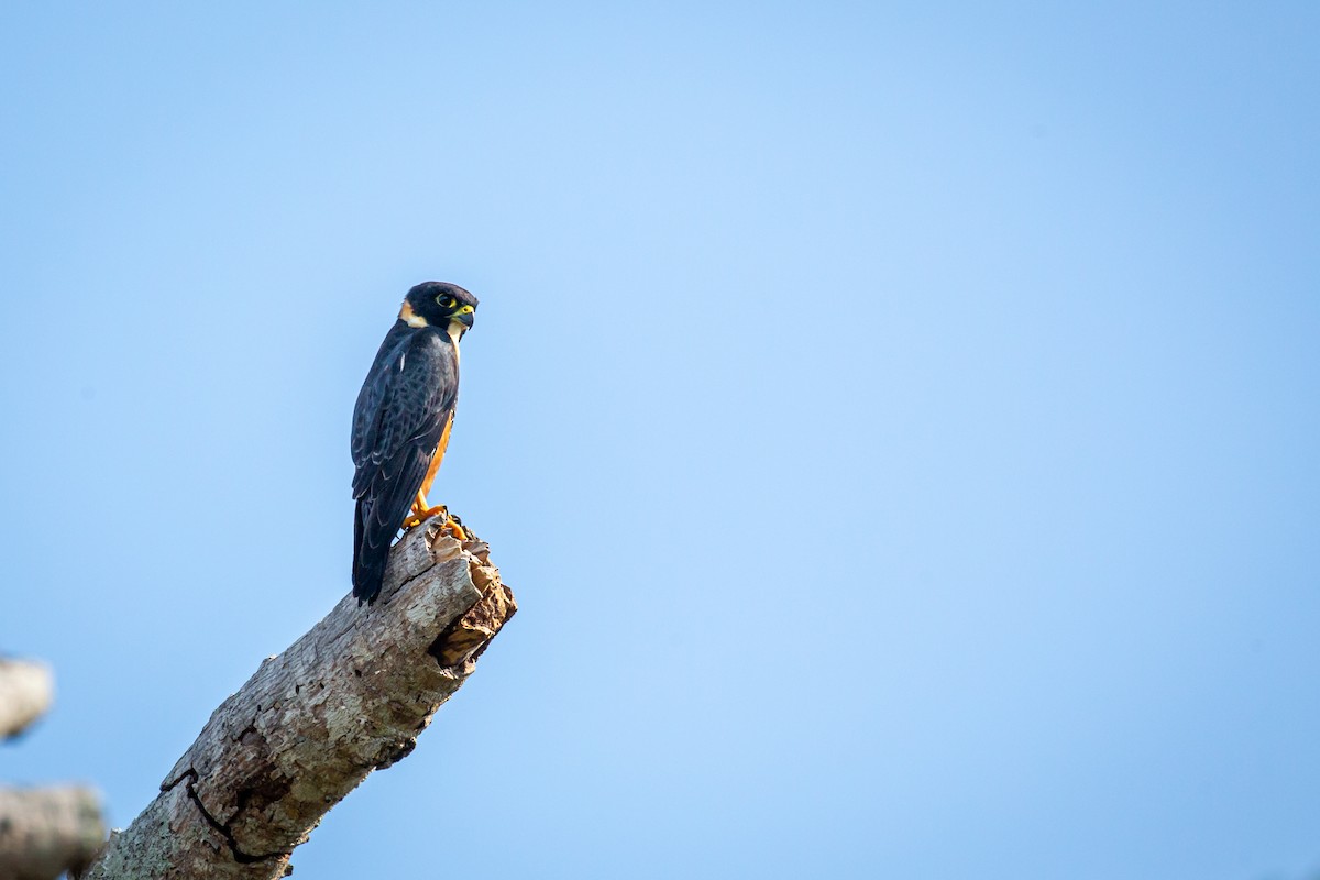 Bat Falcon - ML645517074