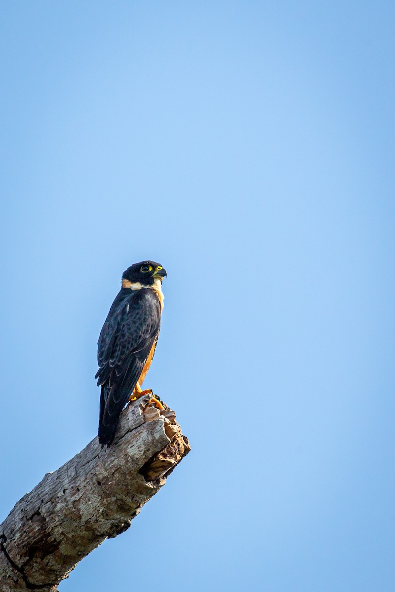 Bat Falcon - ML645517075