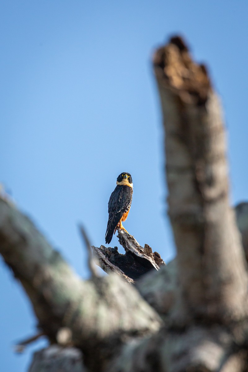 Bat Falcon - ML645517076