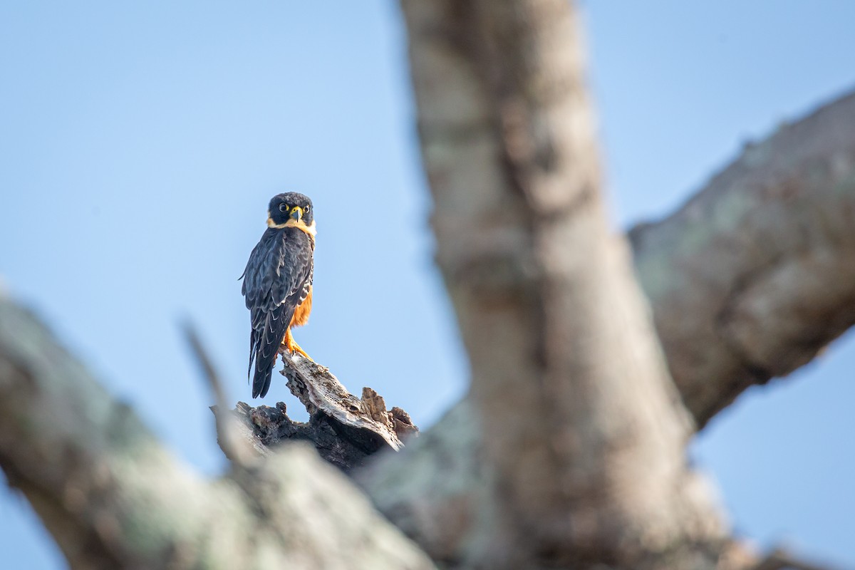 Bat Falcon - ML645517077