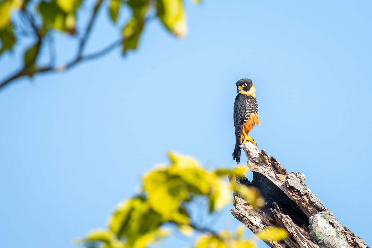 Bat Falcon - ML645517079