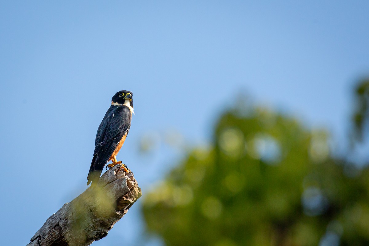 Bat Falcon - ML645517080