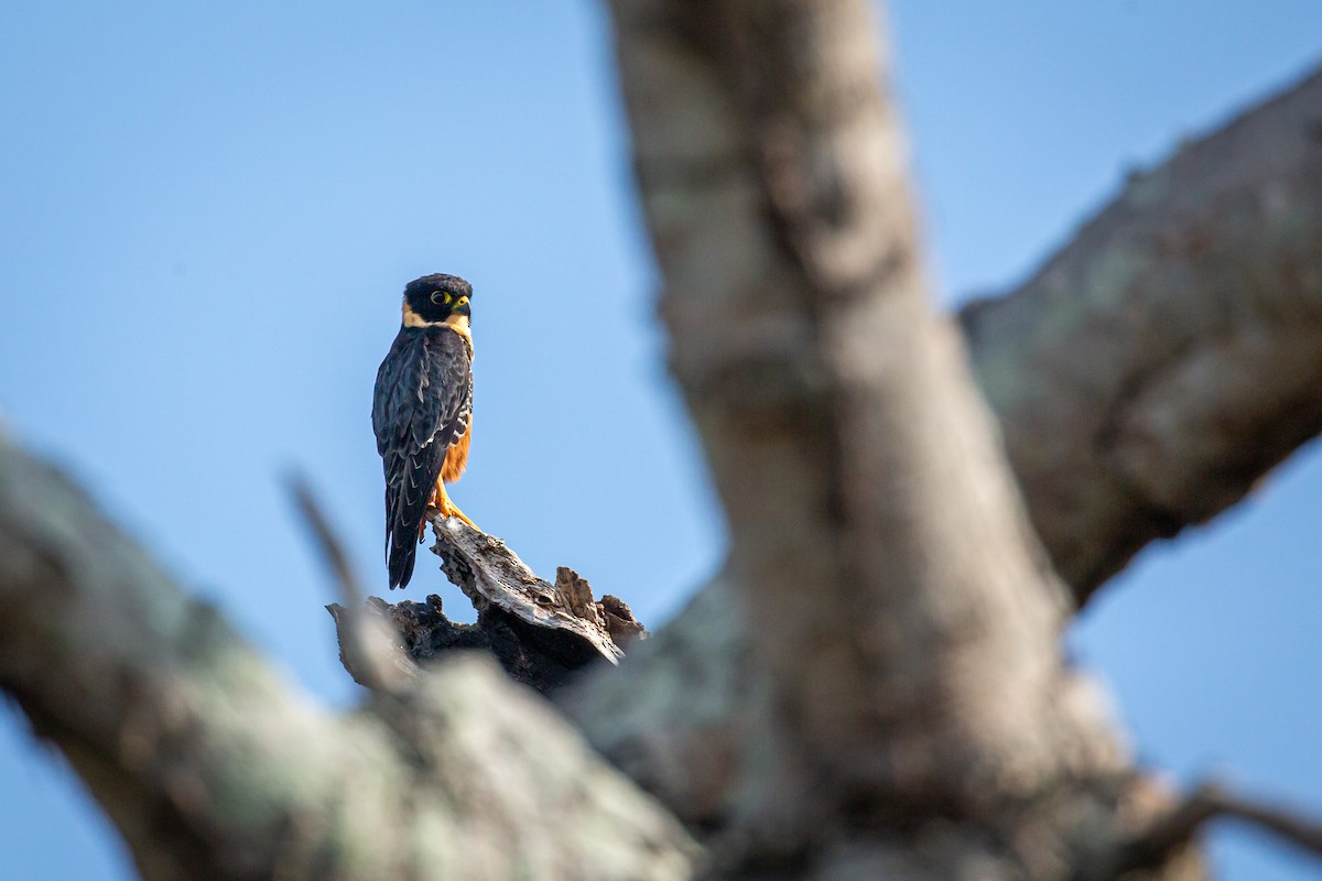 Bat Falcon - ML645517081